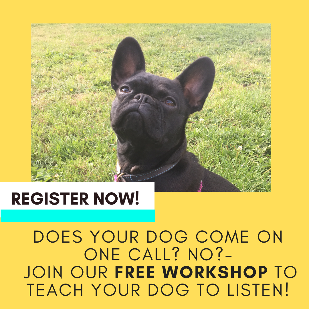 Want to teach your dog an instant recall? — Brilliant Family Dog