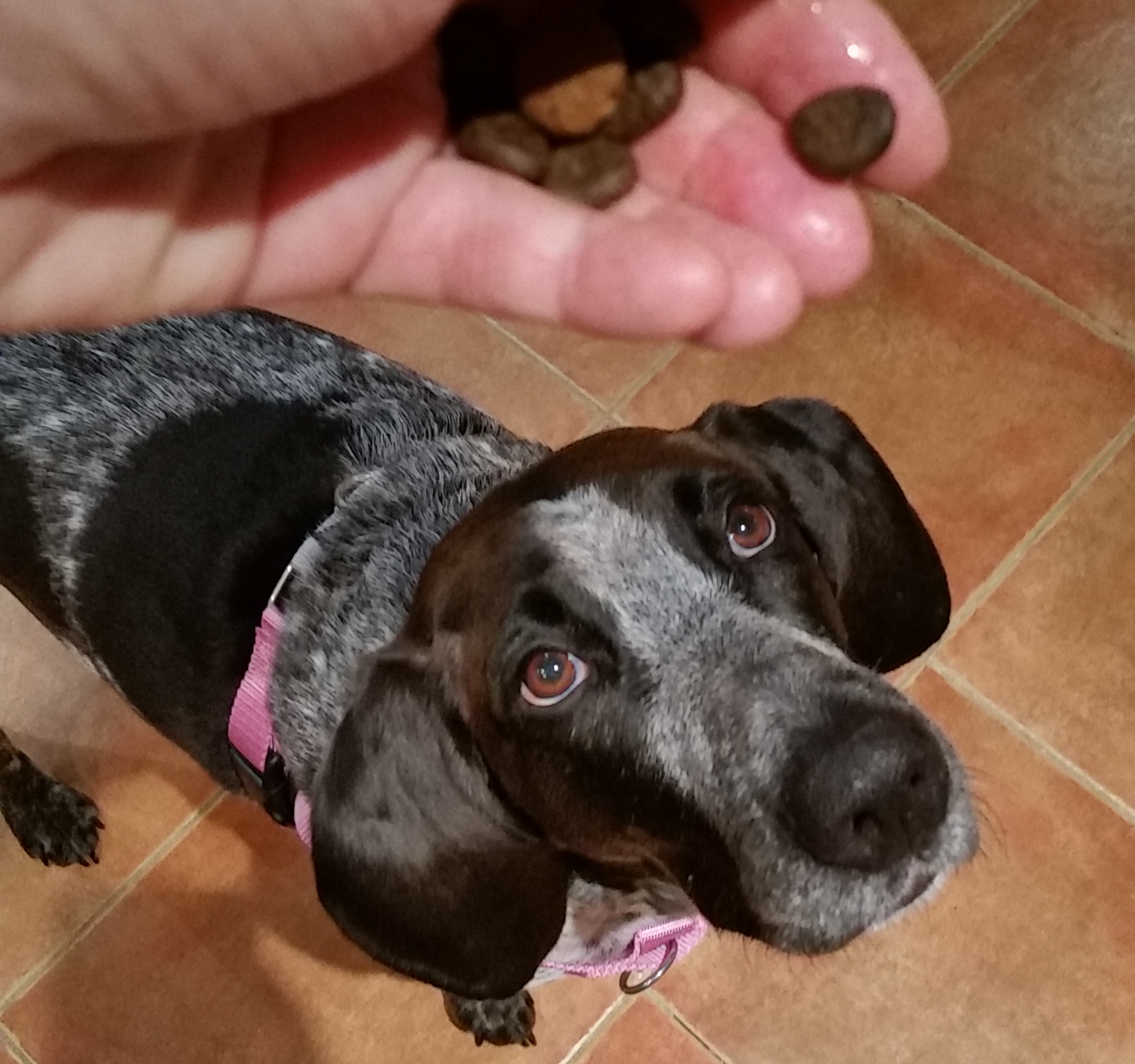 Zoe is waiting attentively for the next treat to drop into her mouth! Brilliant Family Dog