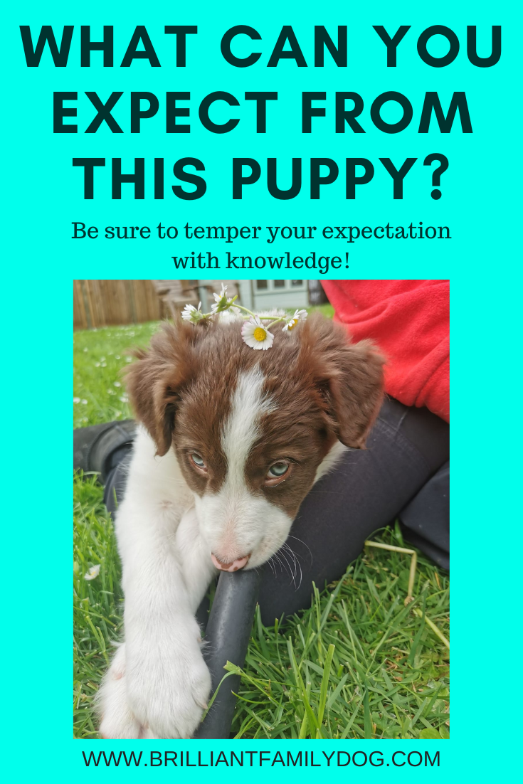 We want the best from our new puppy or new dog - but you need to know how to teach him before expecting him to know what you want!  Brilliant Family Dog is committed to improving the lives of dogs and their harassed owners through books and online le