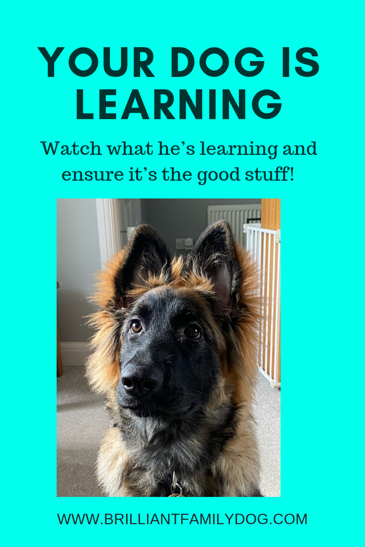 BLOG Your dog is learning.png