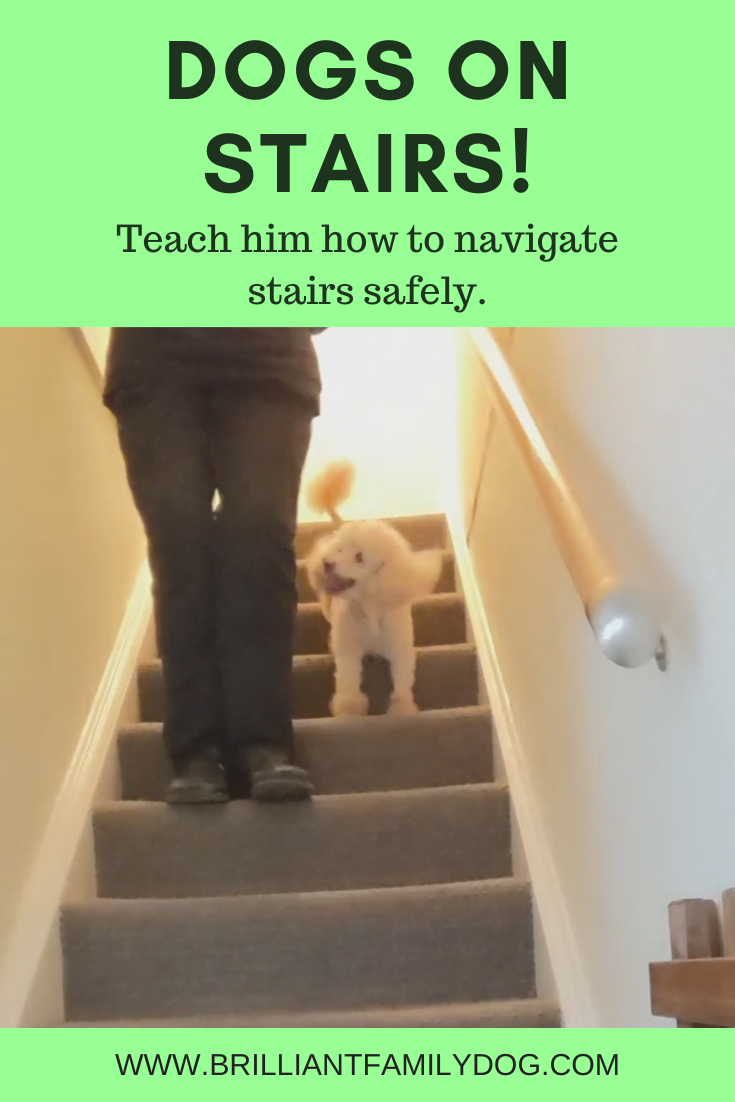 how do i teach my dog to use the stairs