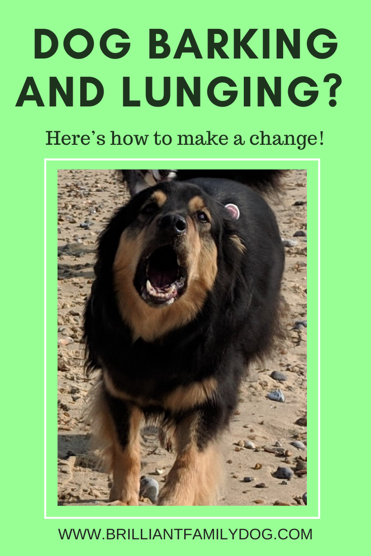 How can I help my fearful dog.png