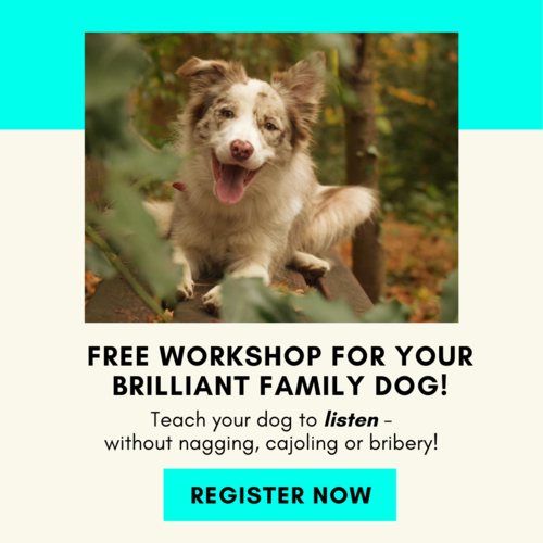 Free Dog Traning Workshop Brilliant Family Dog