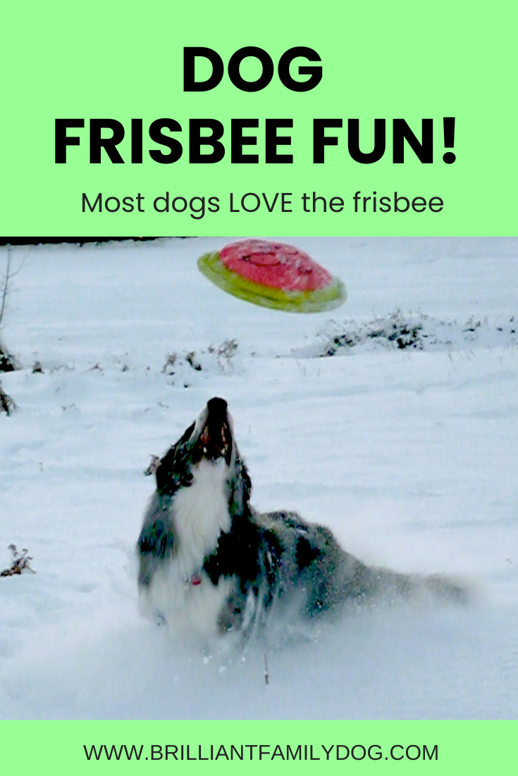 blog Rollo frisbee snow.png