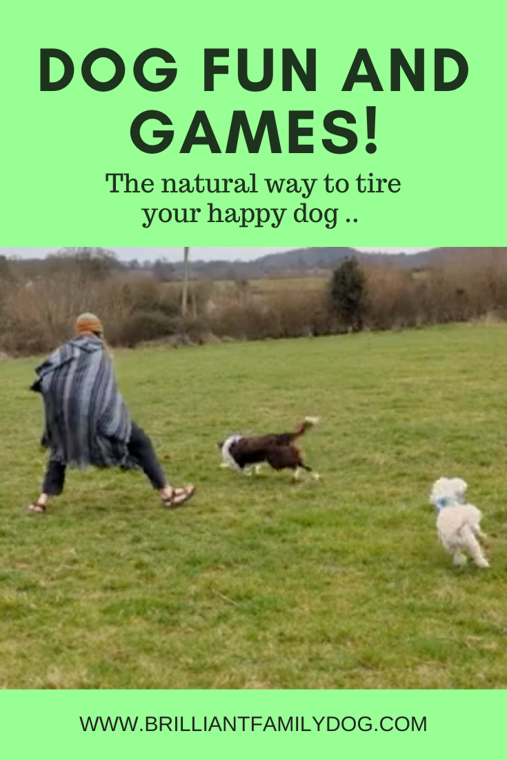 Dog fun and games.png