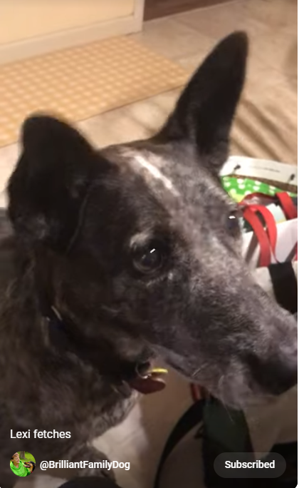 Puppy surprise lexi sale