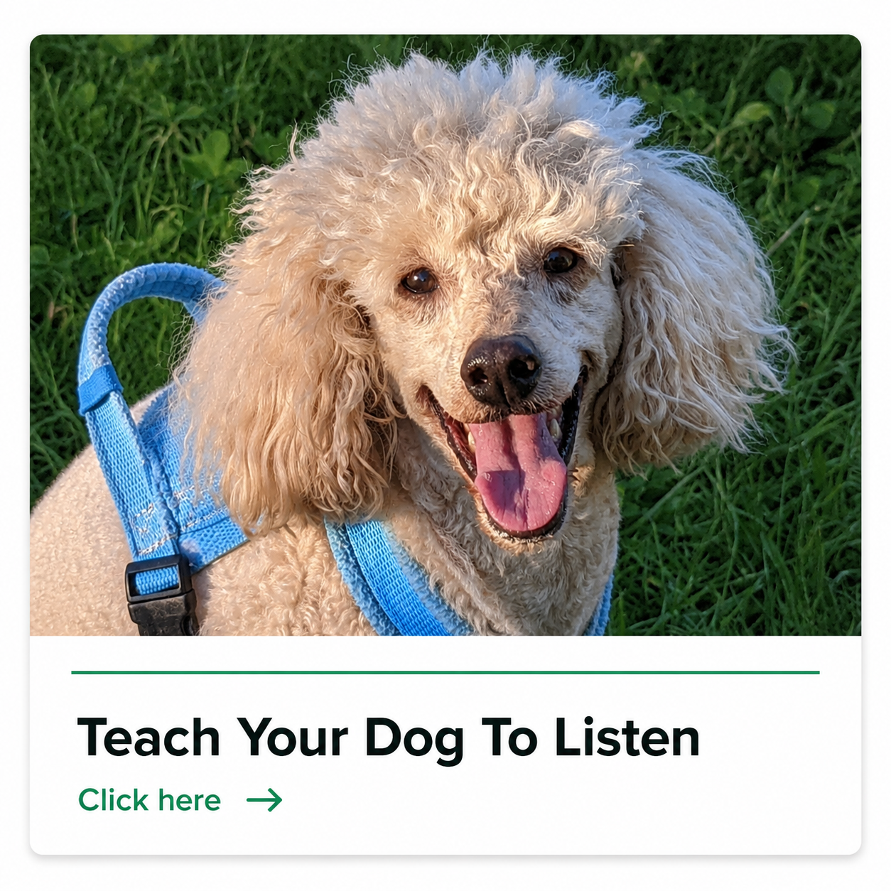 BRILLIANT FAMILY DOG BEVERLEY COURTNEY BFD 4.png