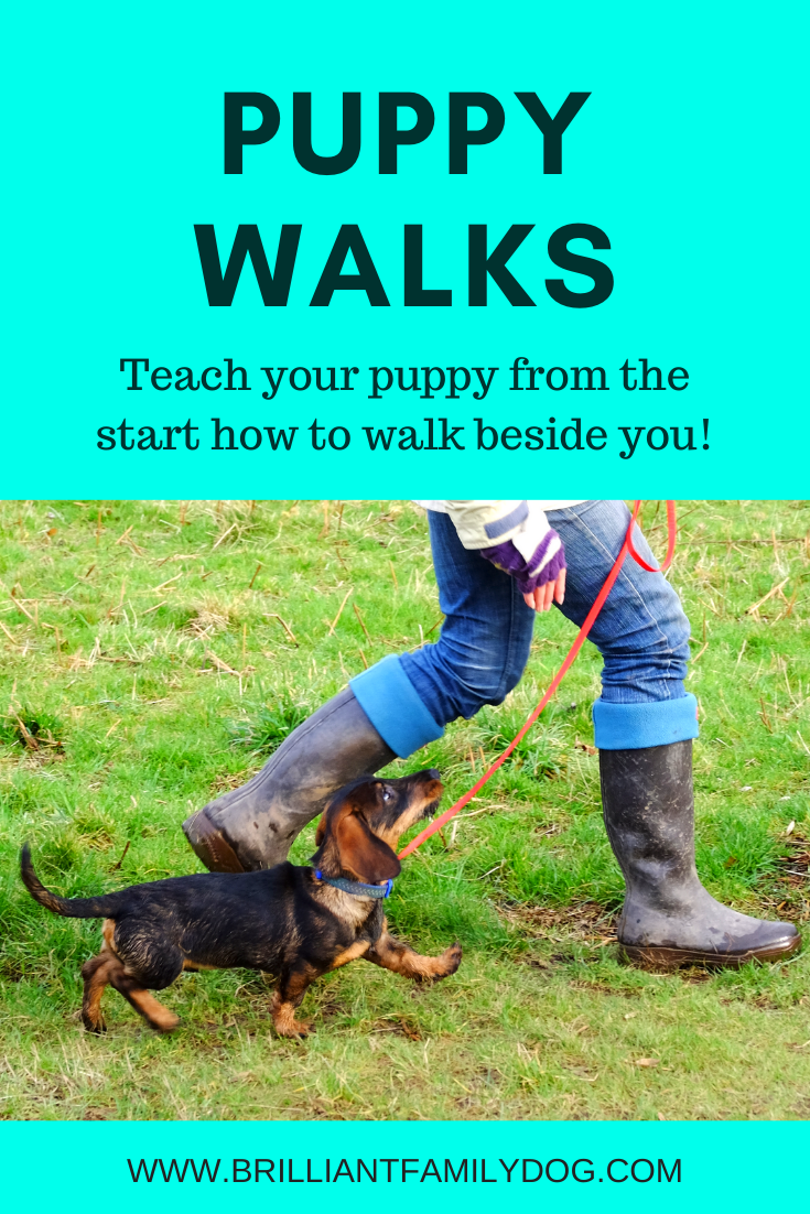 How long puppy walk? — Brilliant Family Dog