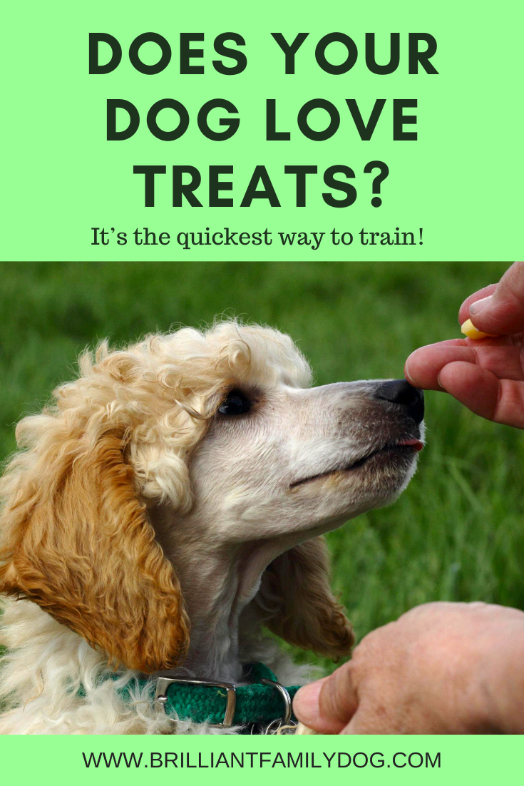 If your dog won’t take treats when out, this article is a must-read fo find out how to change this and move forward fast with your dog training.  Brilliant Family Dog is committed to improving the lives of dogs and their harassed owners through books