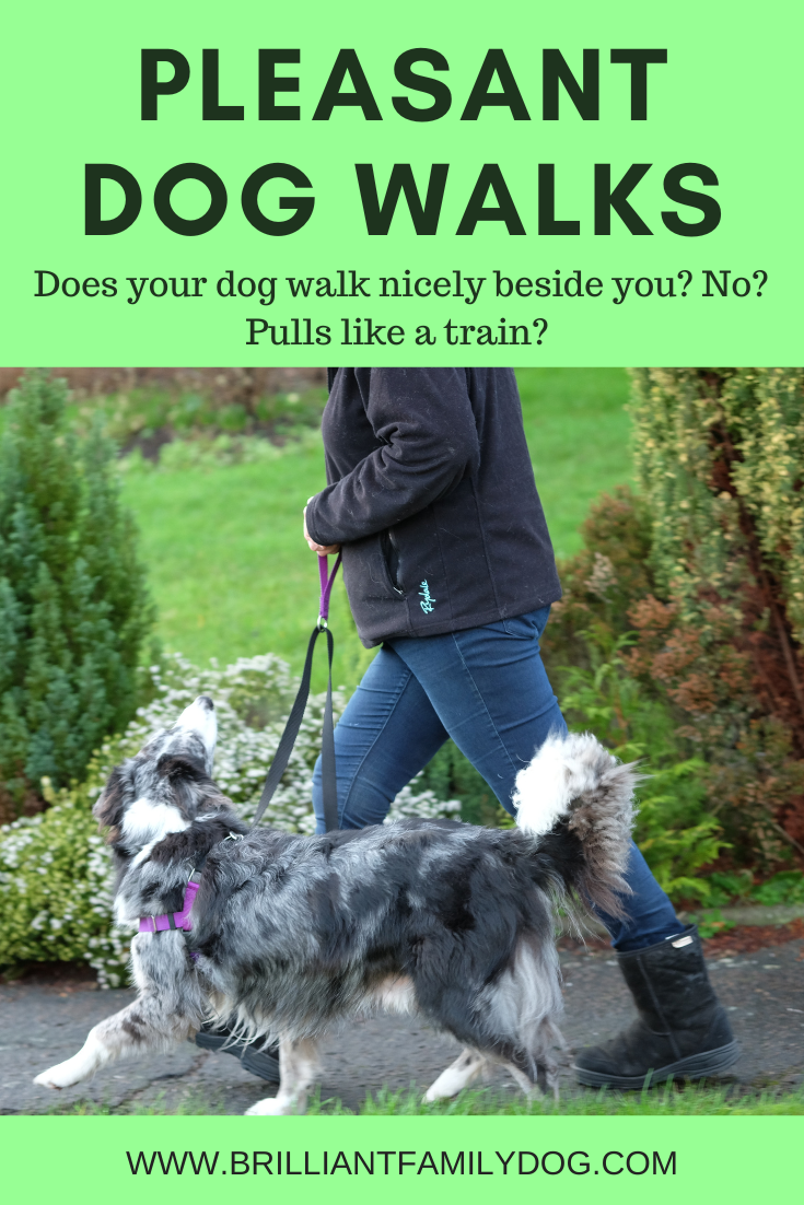 why do dogs pull on the lead