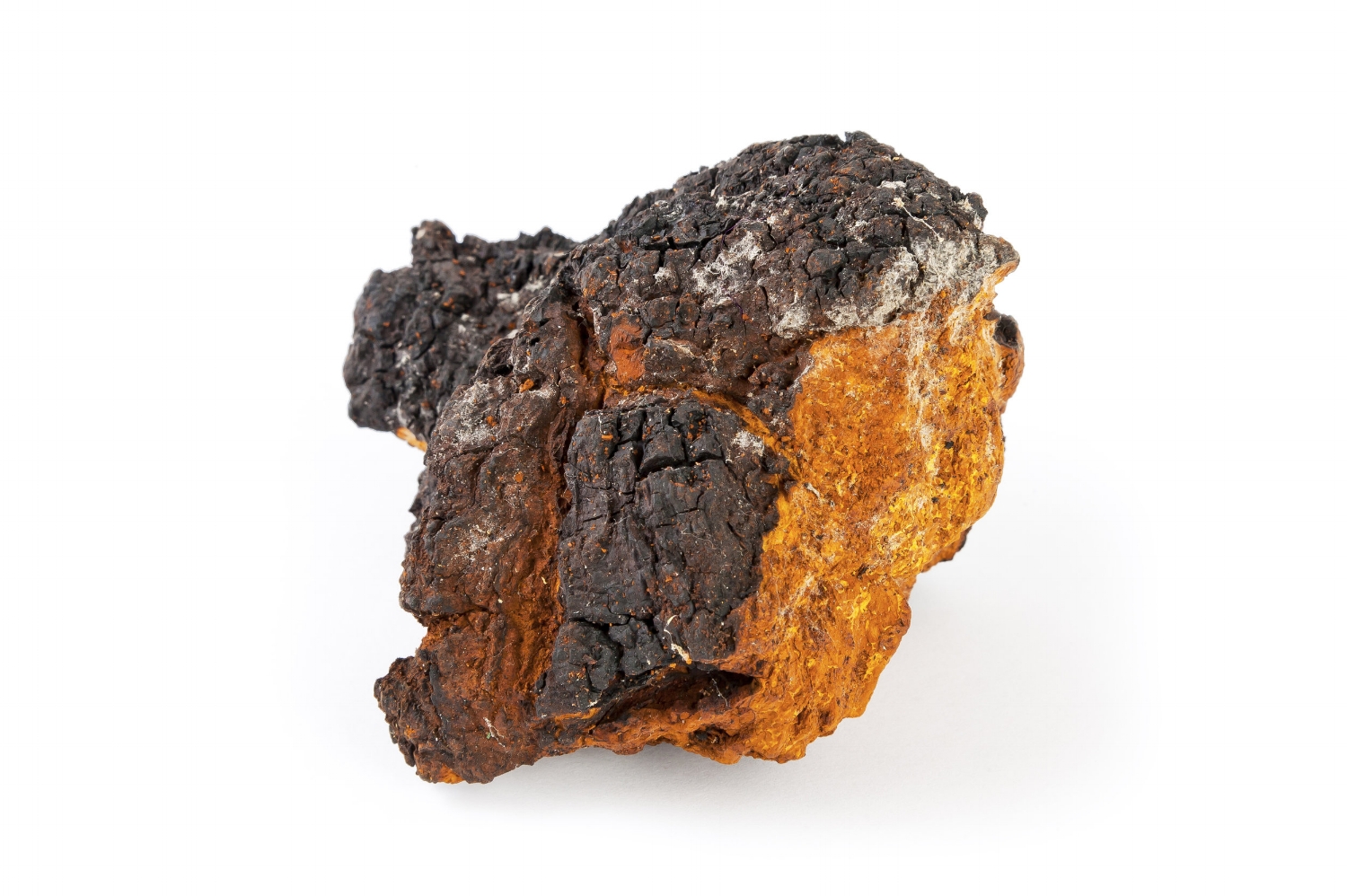 Chaga