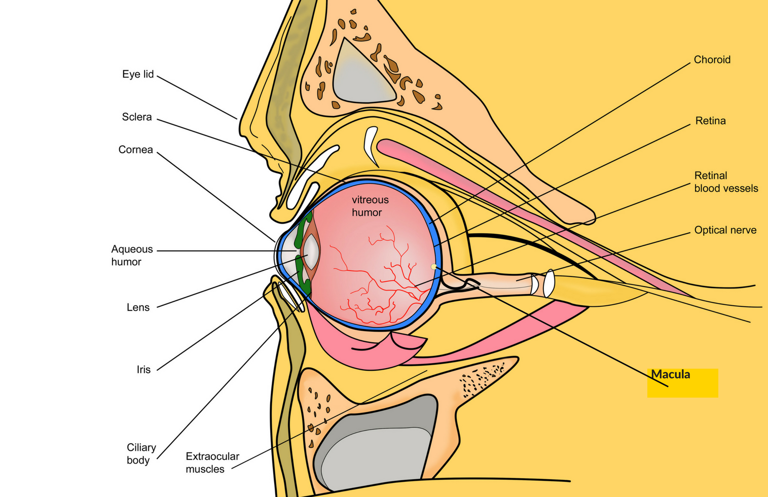humaneyeeng.png