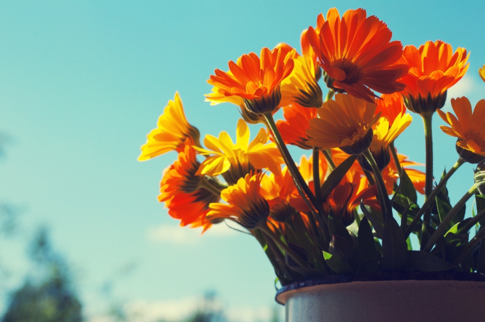 calendula.jpeg