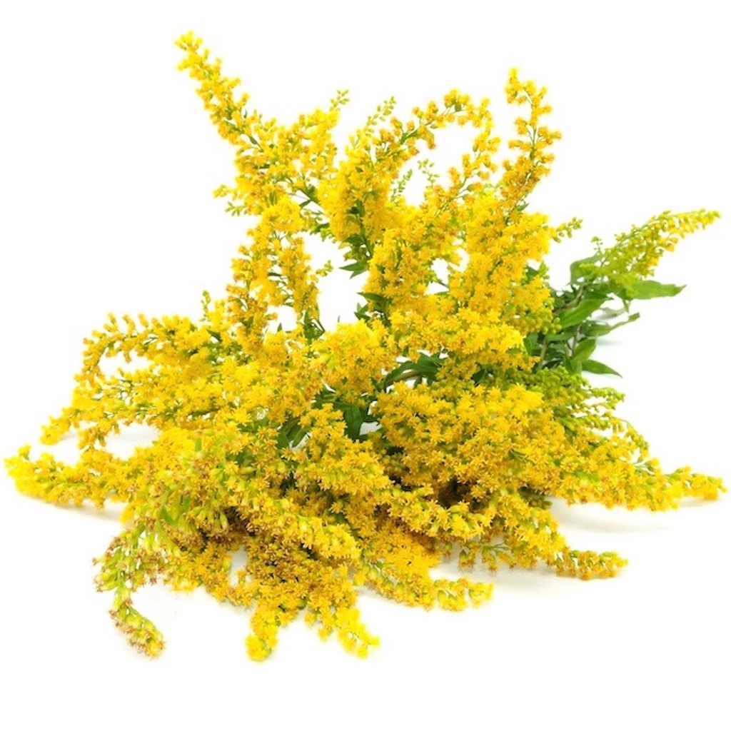 goldenrod.jpeg