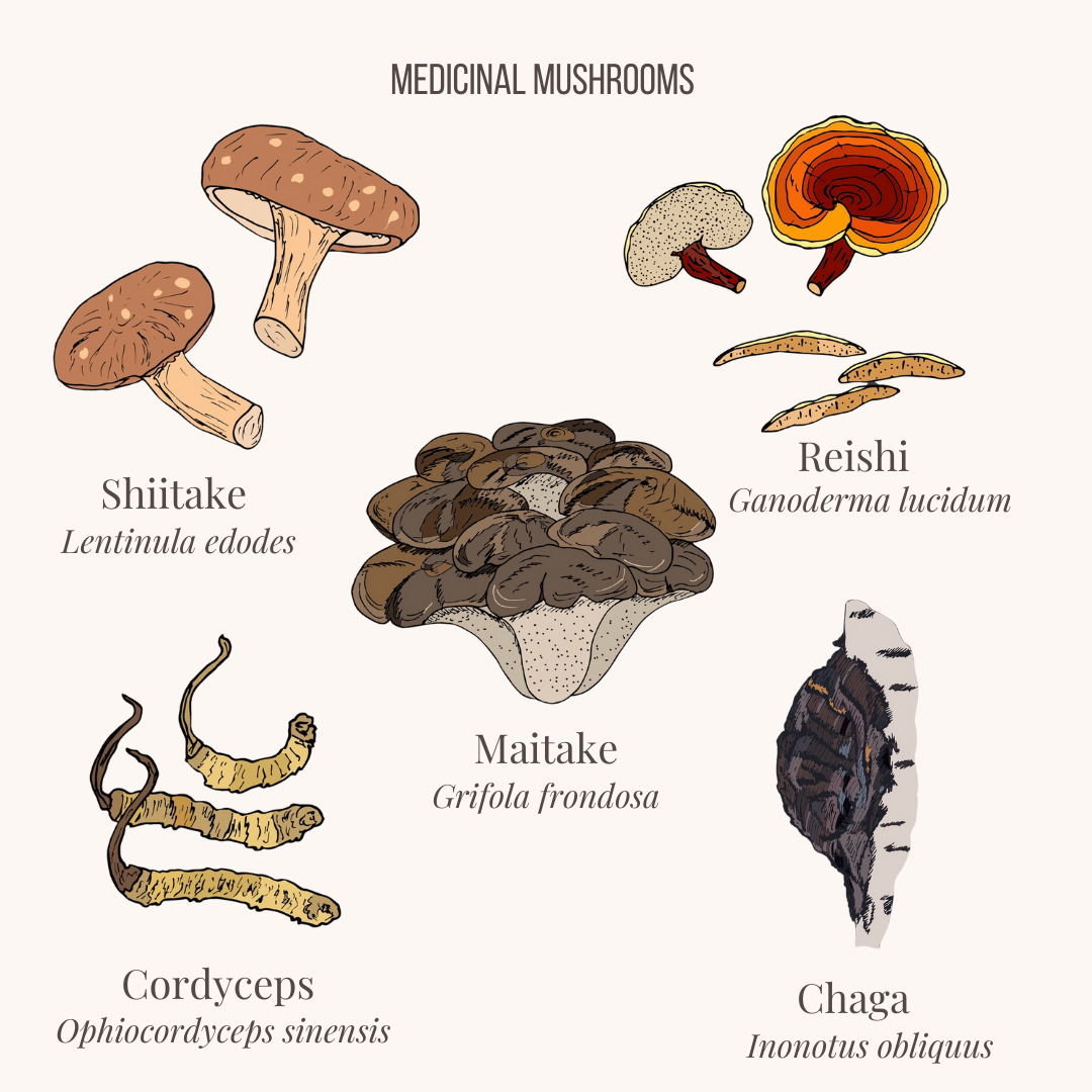 4 Unique Mushrooms That Can Do Magic For Your Health