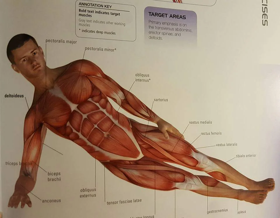 Side Plank Muscle Group.jpg