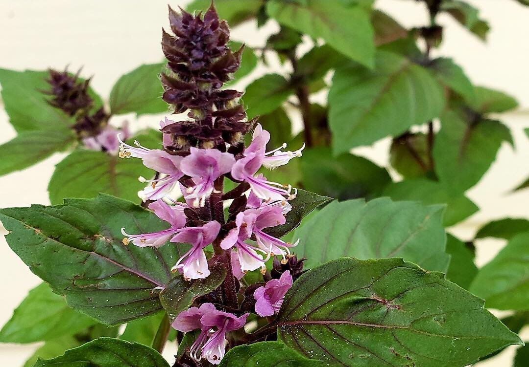 purple basil flower 🌿💜
&bull;
&bull;
&bull;
#flowers #purple #basil #summer #garden #sarasota #florida #beauty #backyard #love #nature #growstuff