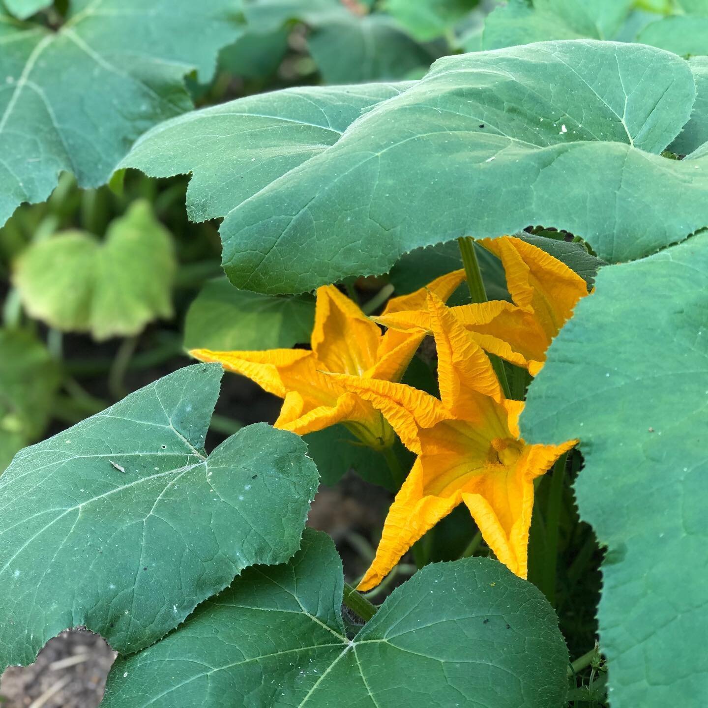 🌞 hello.
&bull;
&bull;
&bull;
#blooming #pumpkin #flowers #volunteer #surprise #psl #pumpkinpie #pumpkinsoup #love #grow #exist #peacefully #nofilter #donoharmbuttakenoshit