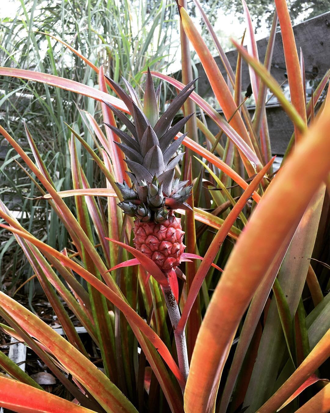 ✨🍍❤️
&bull;
&bull;
&bull;
#pineapple #love #summer #sarasota #srq #locallove #florida #garden #indigenous #nature #growing #adorable #cutest #little #baby #fruit
