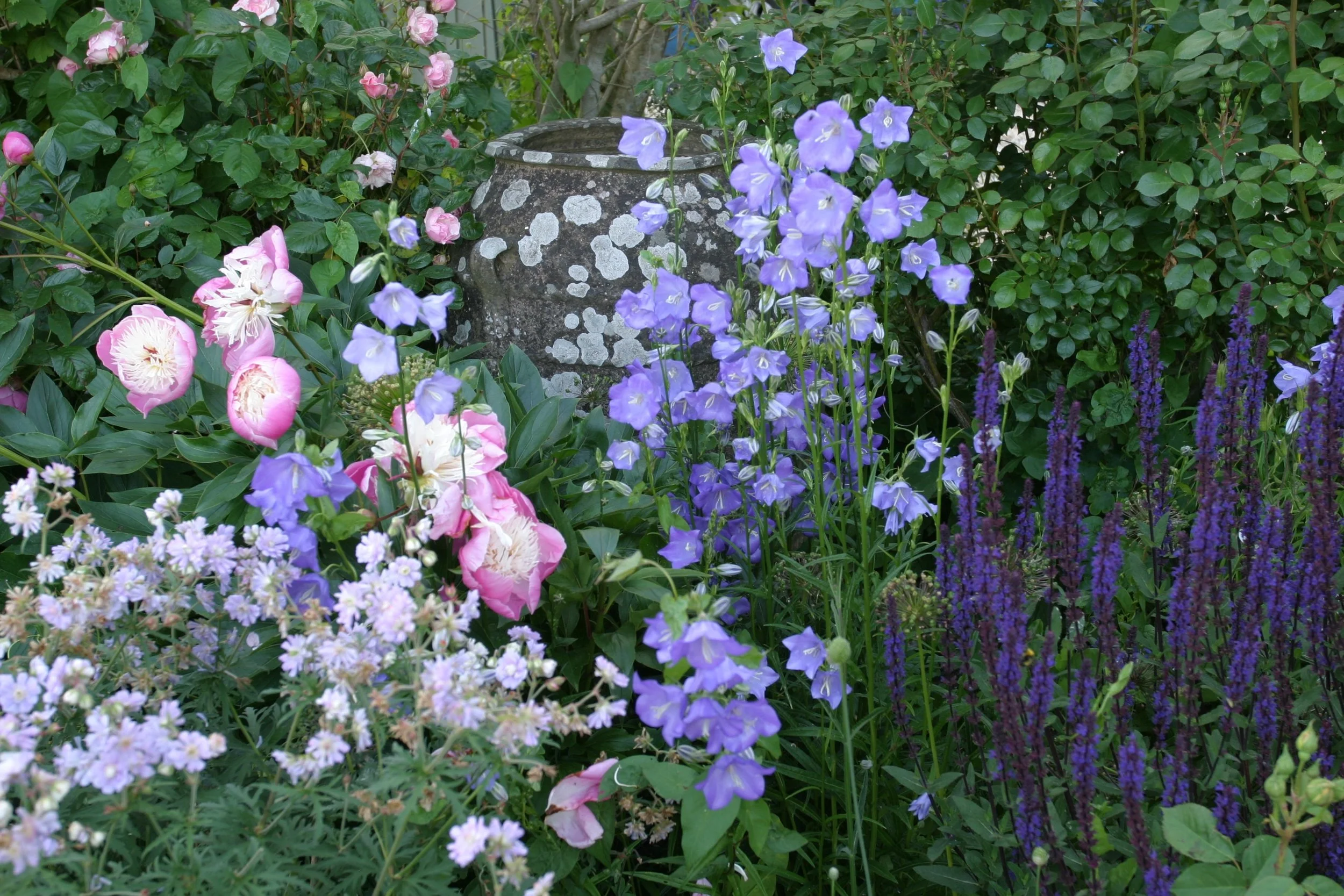 Photo gallery- flowers (9).jpg