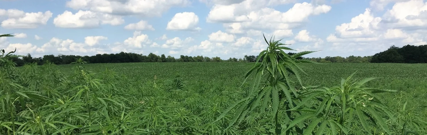 hemp1-min.jpg