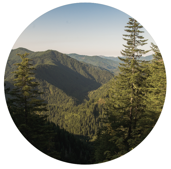 Screen Shot 2020-11-20 at 1.46.42 PM.png