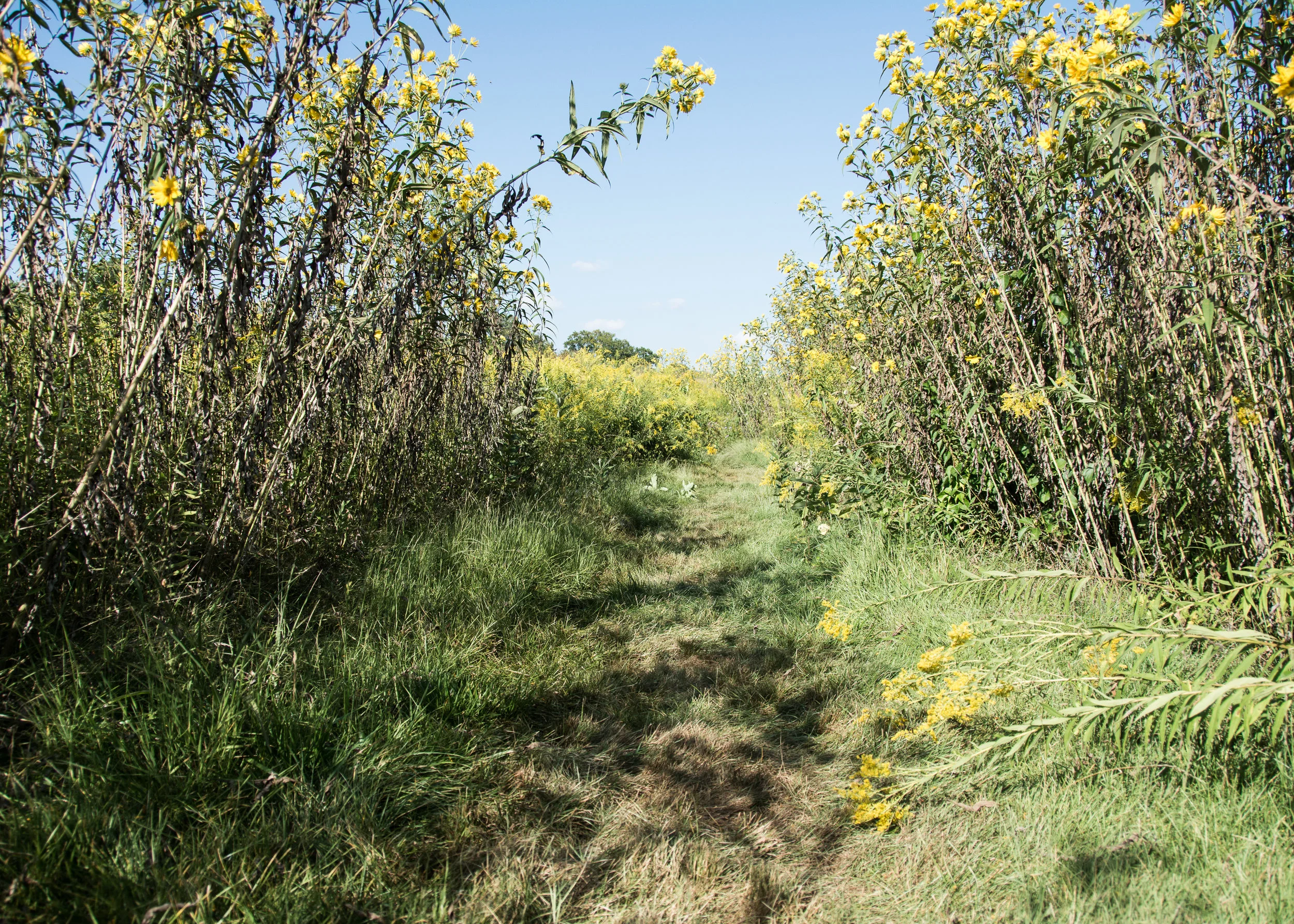 185887_Lost in the Meadow_Coletti_ Heather _Longwood Volunteer Photographer_.jpg