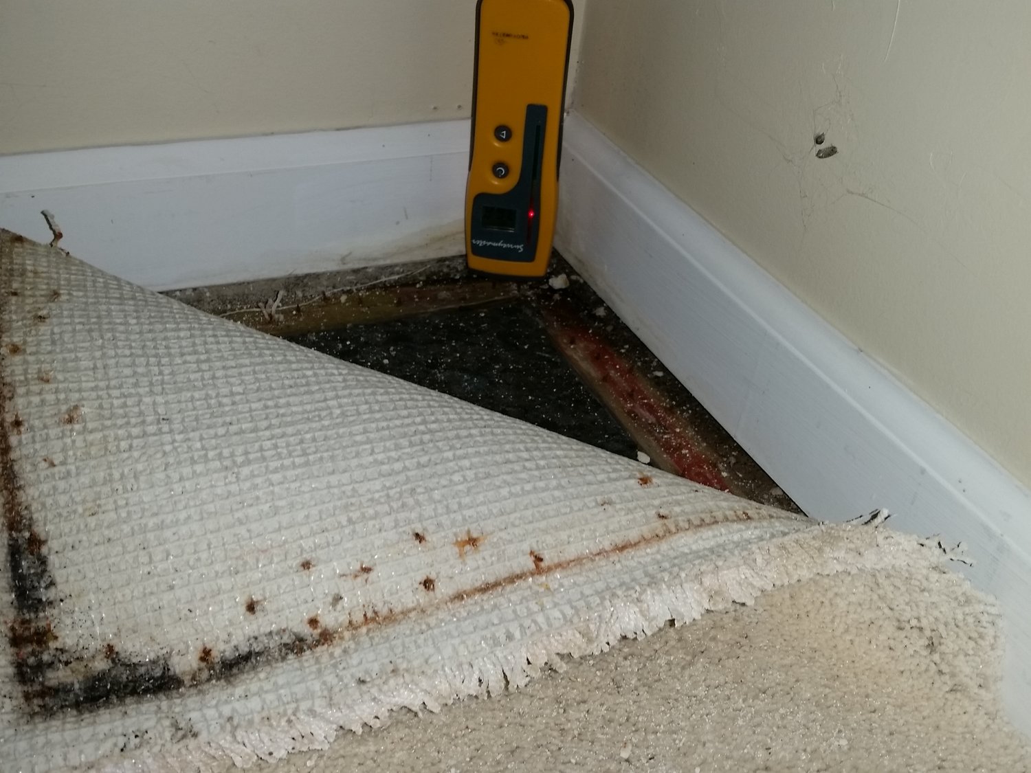 Mold Inspection Near Me