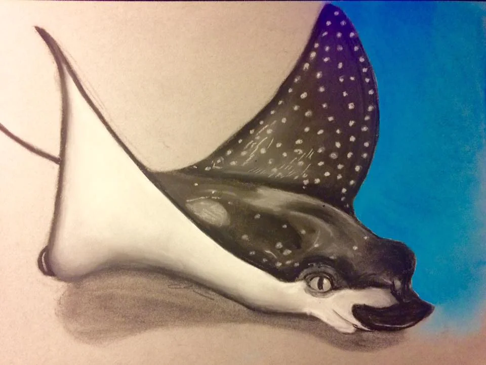 Spotted Eagle Ray