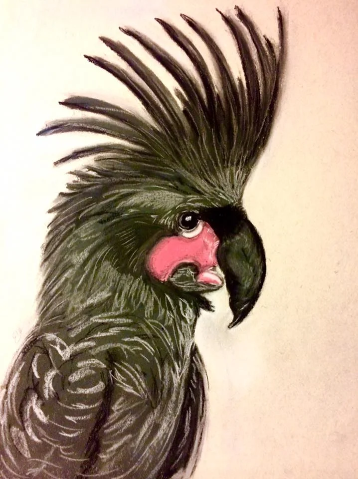 Black Palm Cockatoo
