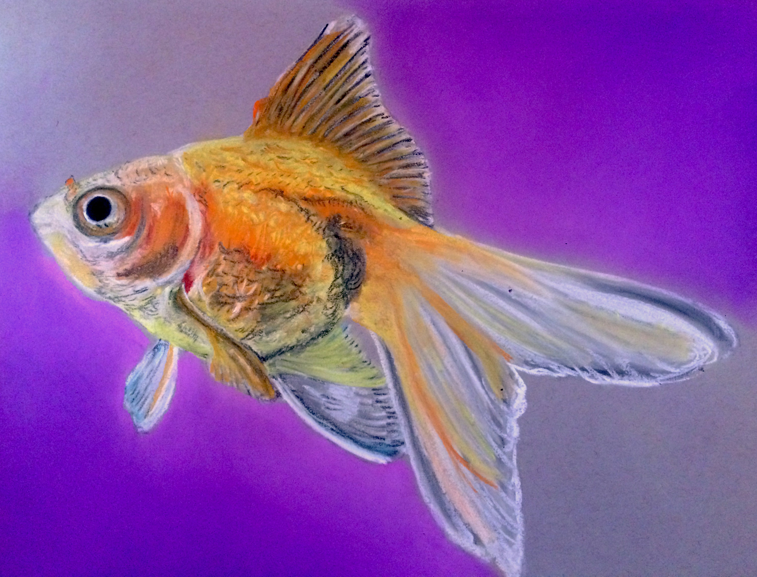 Goldfish