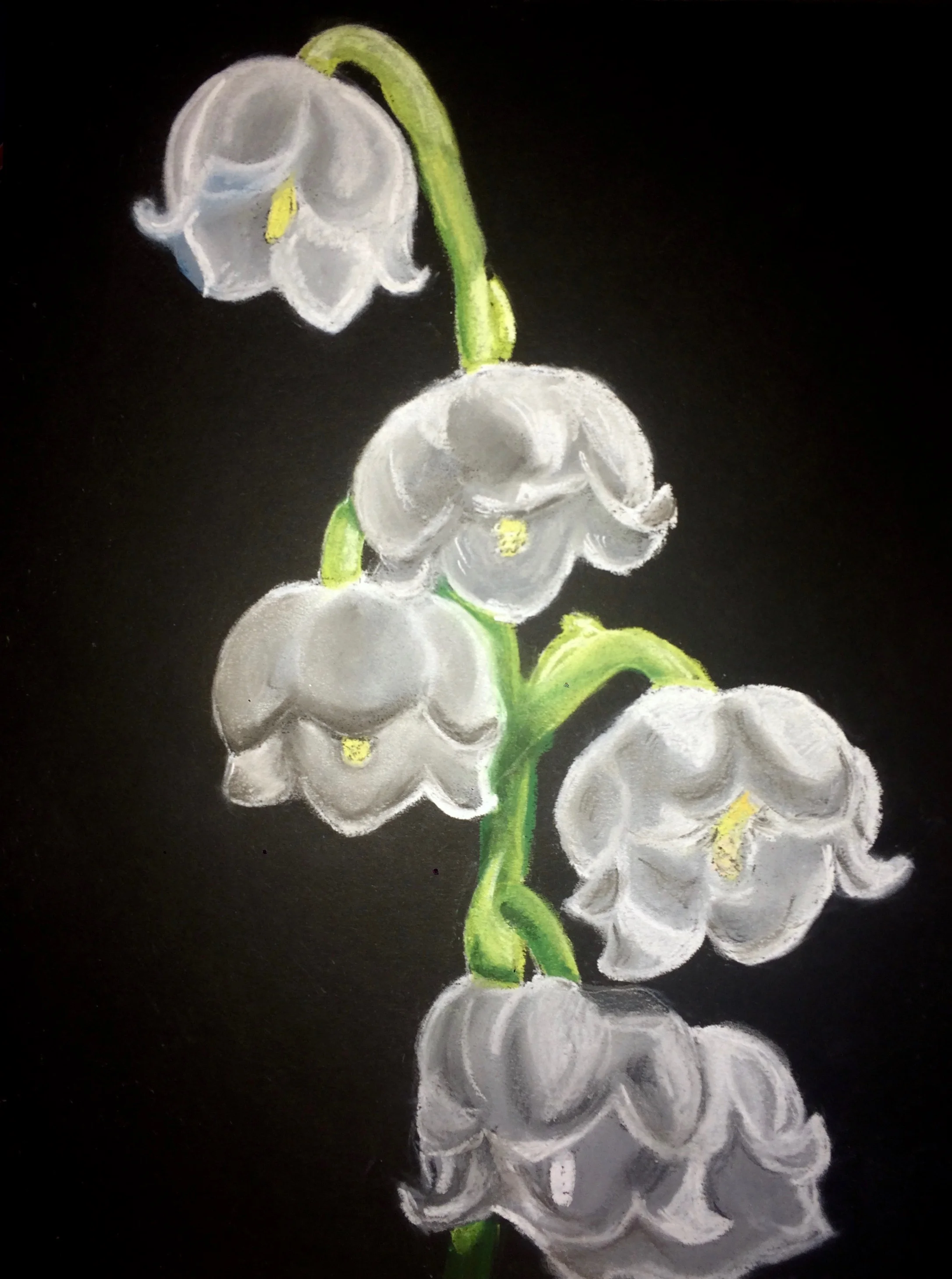 Lily of the Valley