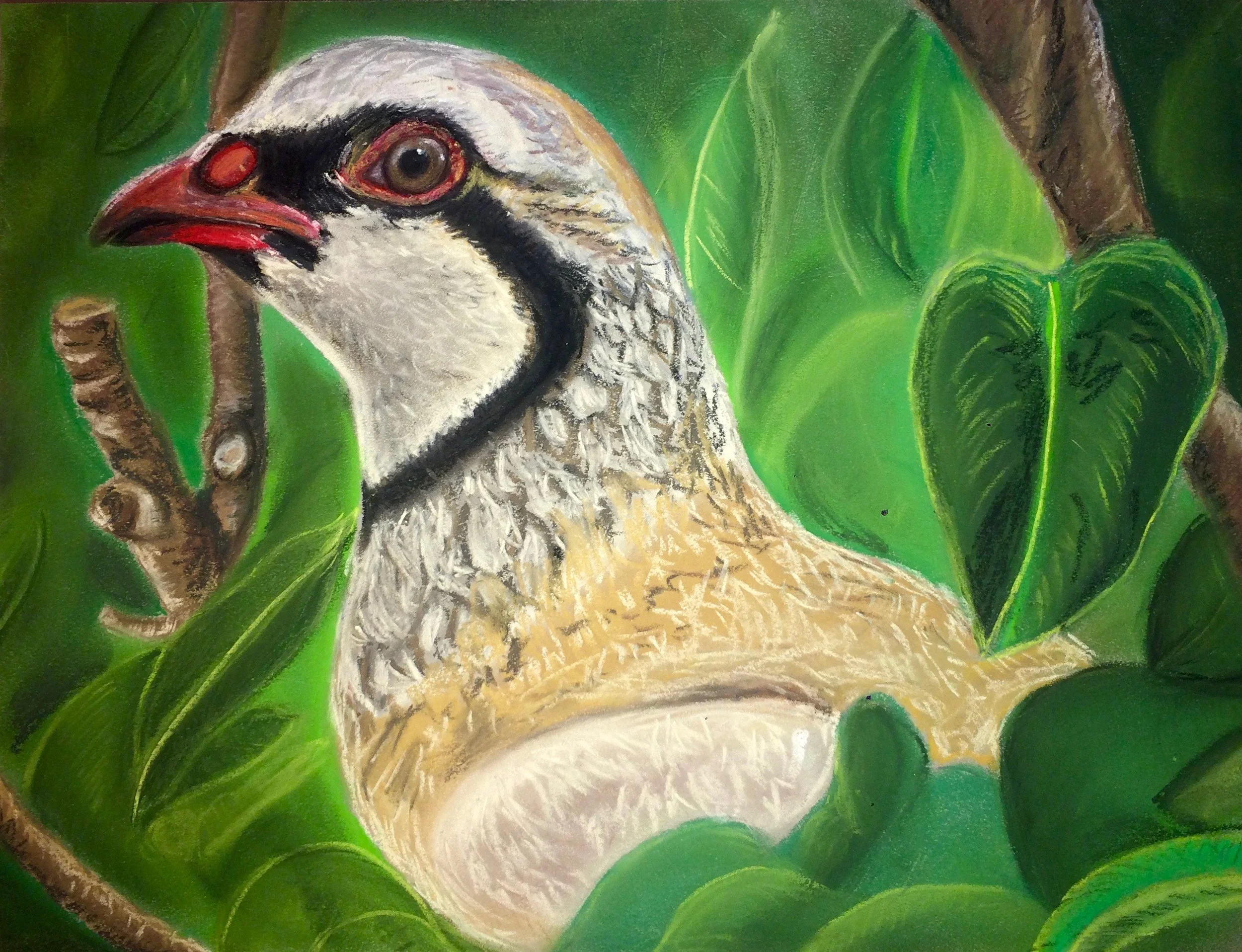 Partridge in a Pear Tree