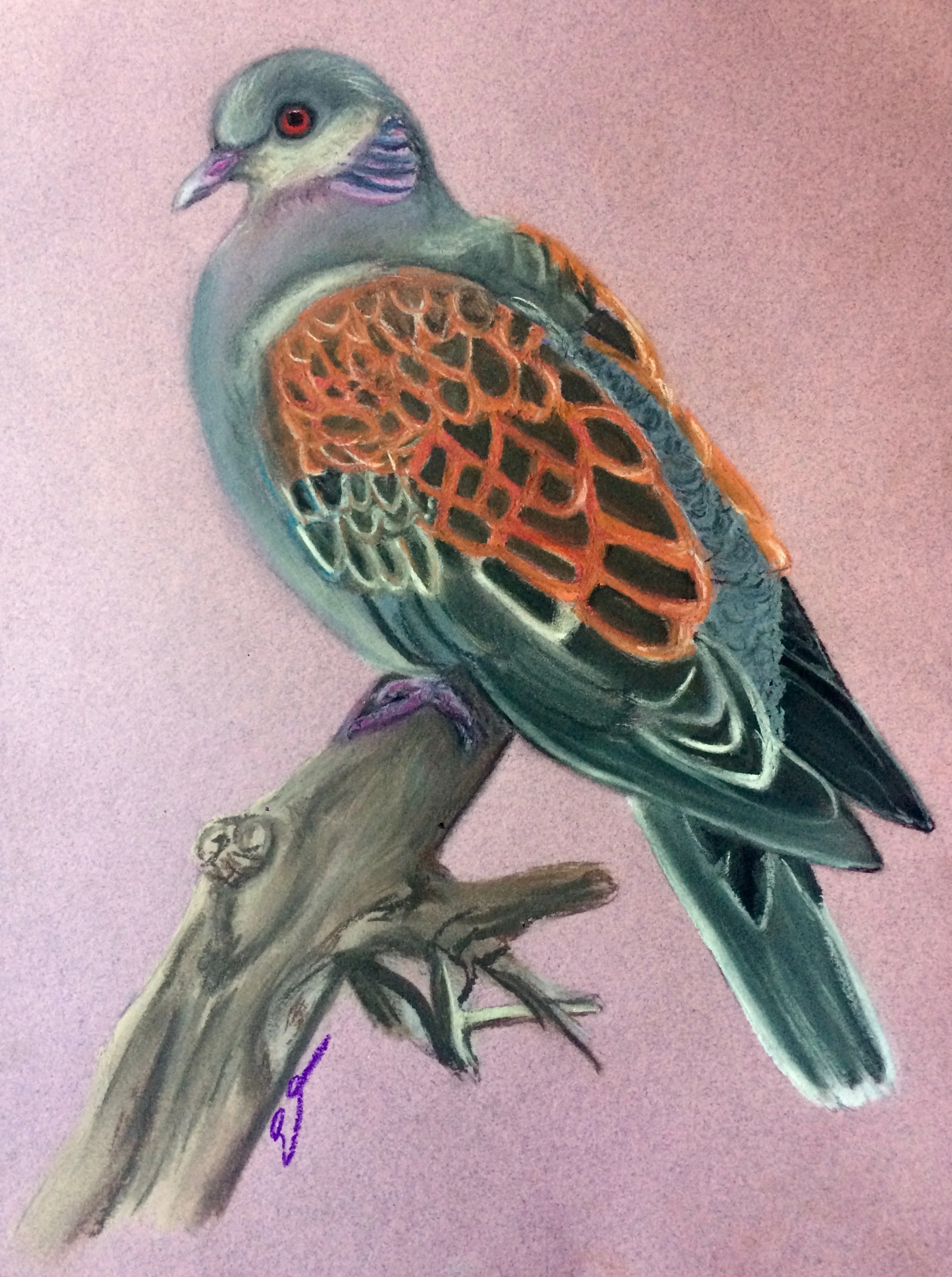 Turtle Dove