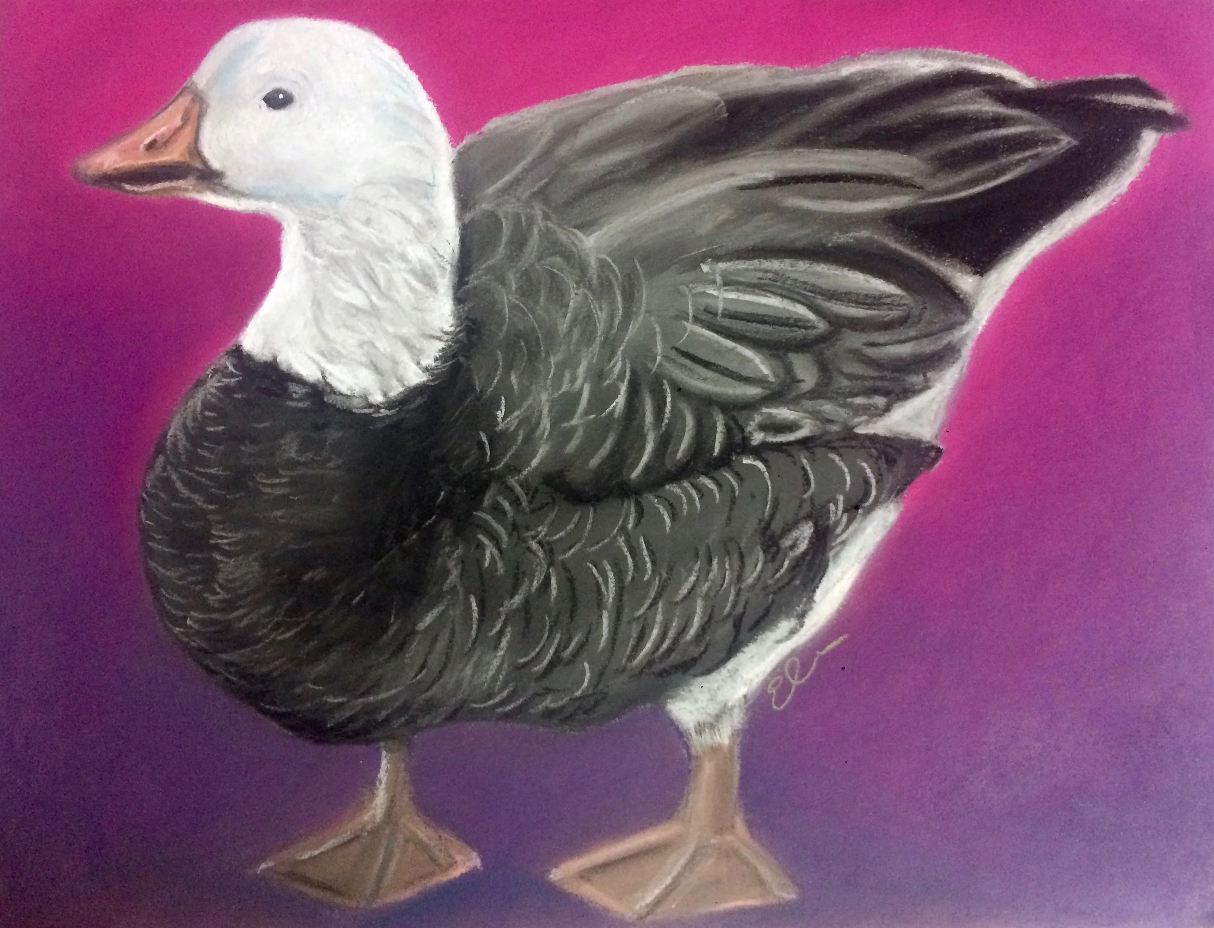 Goose