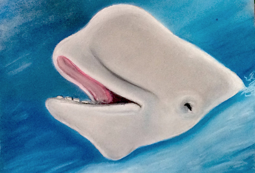 Beluga Whale