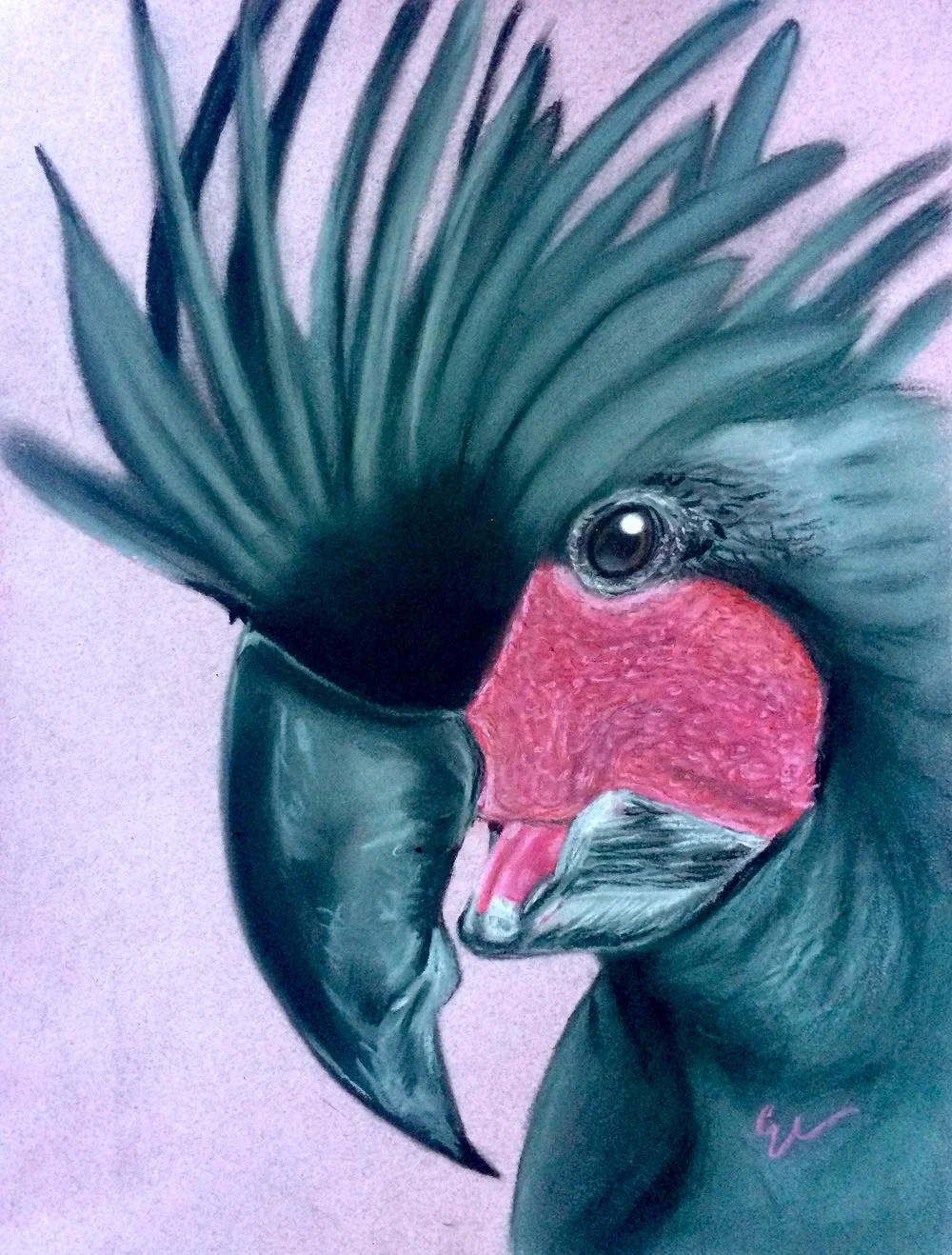 Palm Cockatoo
