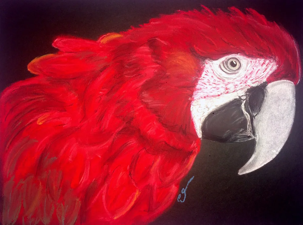Scarlet Macaw