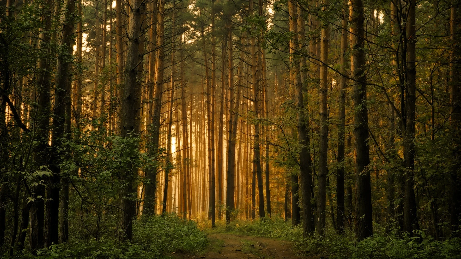 Forest-Wallpapers-HD-A25.jpg