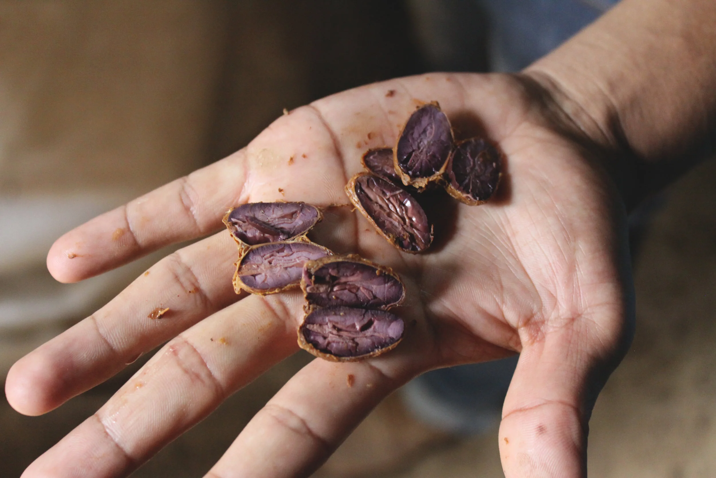 fermentation check at Guatemalan farm @cacaoceremony.jpg