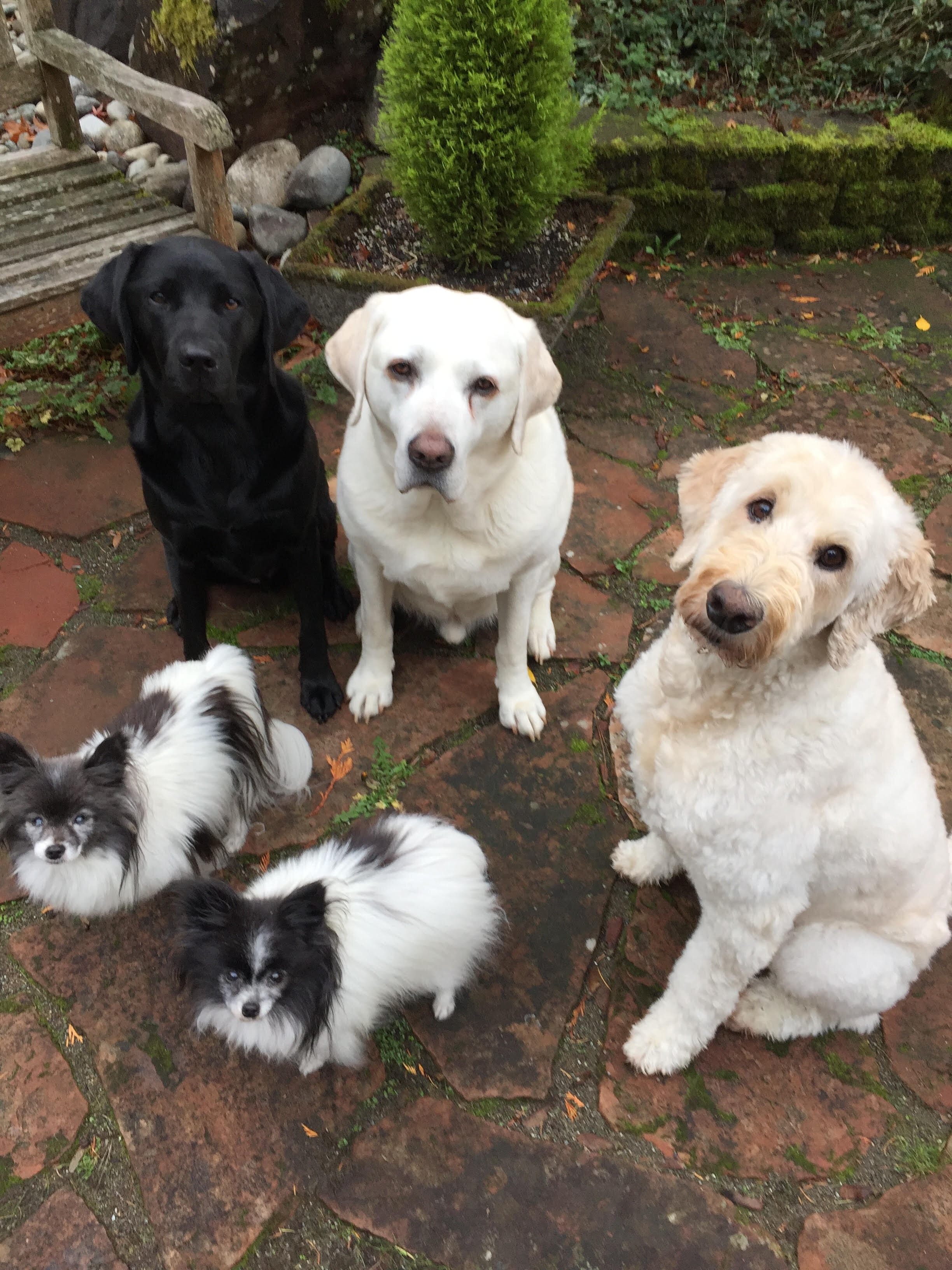 HP Full dogs and Millie.jpg