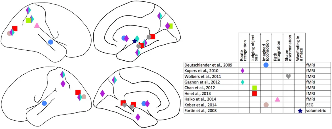Spatial navigation by congenitally blind individuals