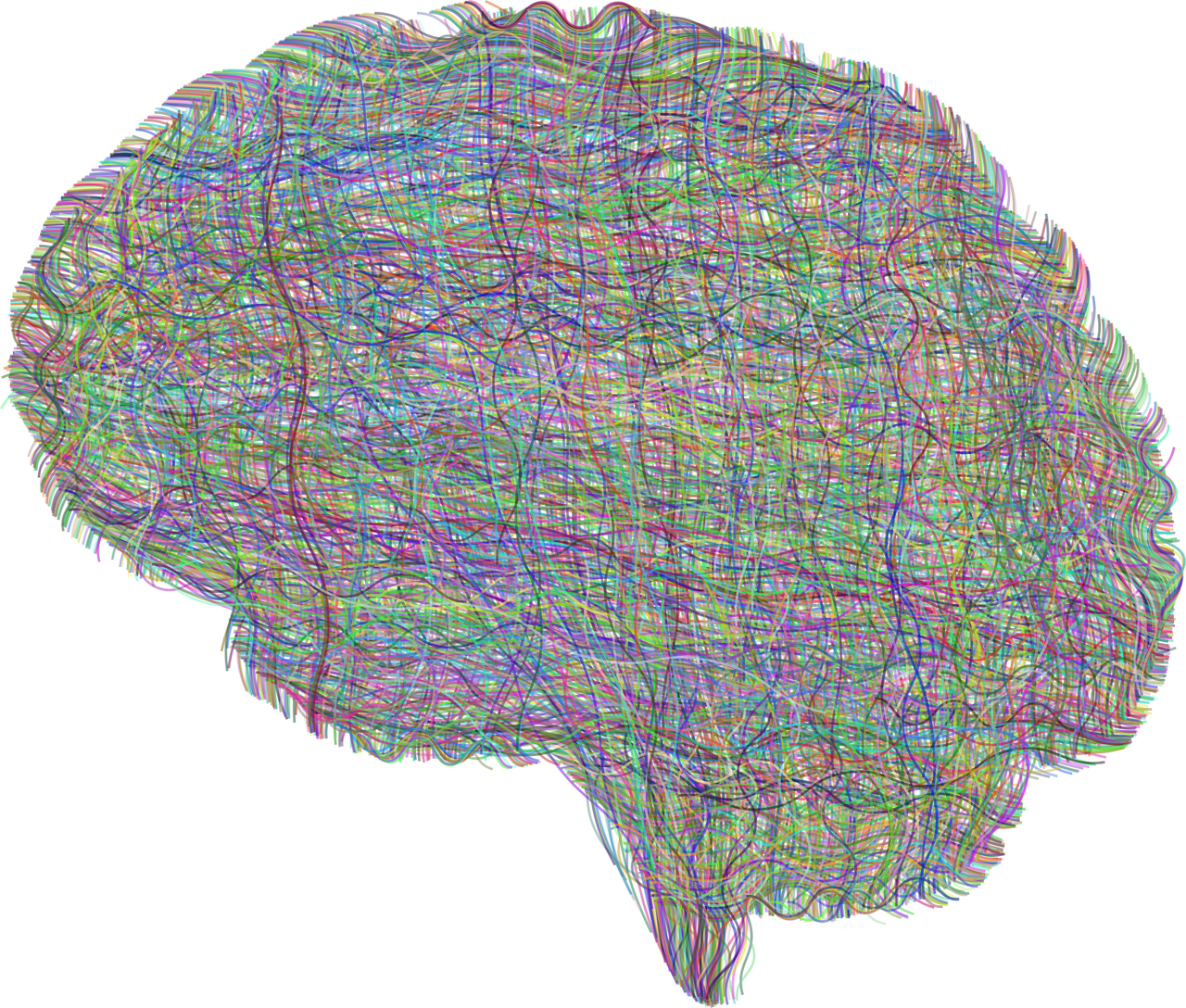 Neural correlates of  navigation