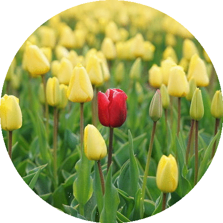 Individual differences