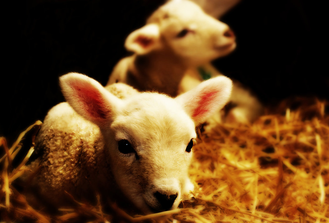 spring_lamb_by_cocker666.jpg