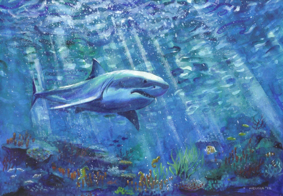 shark.jpg