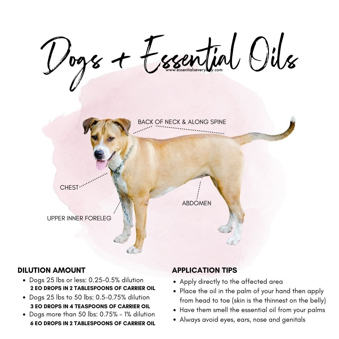 essential oils for hyper dogs