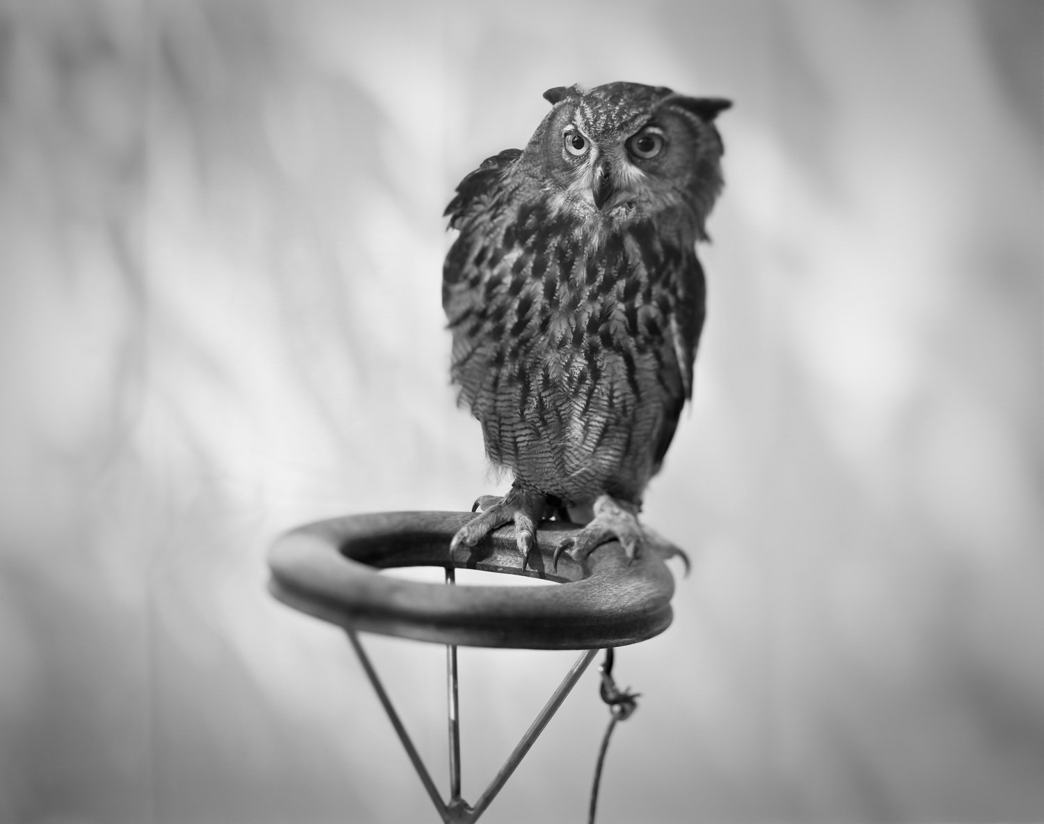  Eurasian Eagle-Owl 