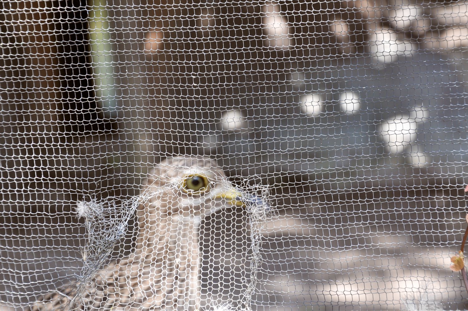  Double-Striped Thick-Knee 