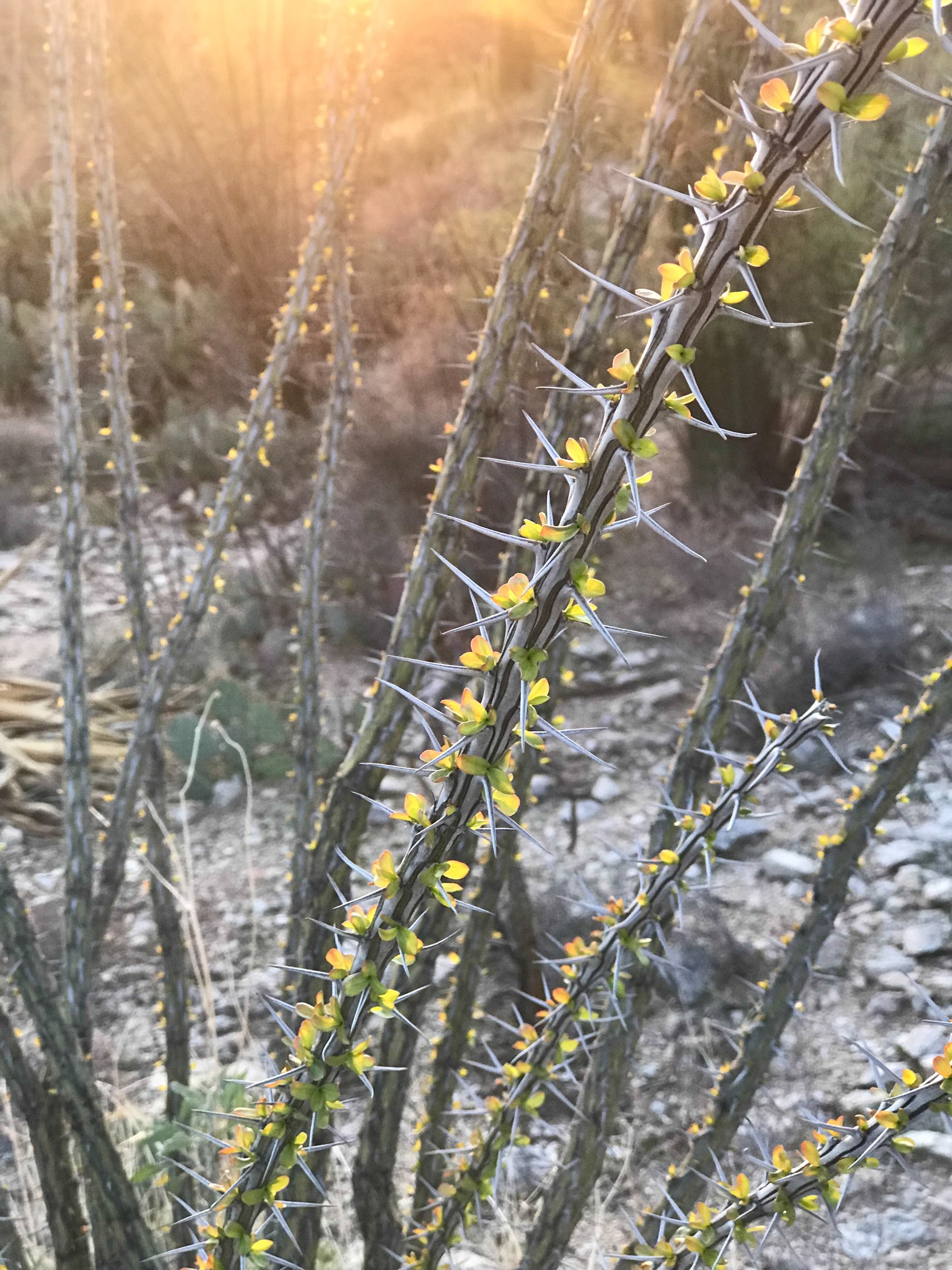  Sabino Canyon, Tucson, Arizona 